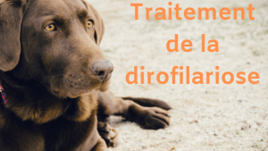 traitement de la dirofilariose