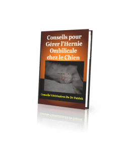 hernie ombilicale chien