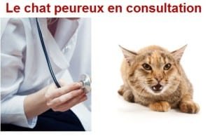 chat_peureux_en_consultation