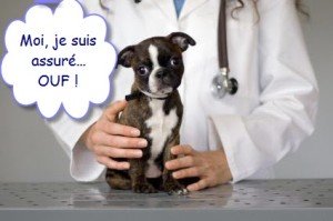 assurance sante animaux de compagnie