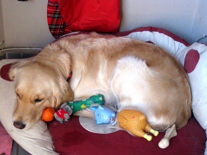 Chienne couchée dans son panier entourée de jouets, comportement évoquant une grossesse nerveuse.