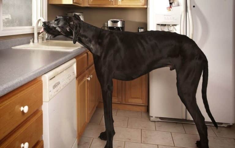 zeus-chien-plus-grand