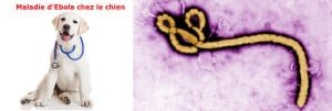maladie_d'ebola_chez_le_chien