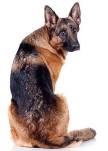 fistule périanale du chien