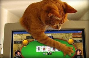 joueur-poker--chat