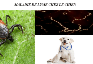 MALADIE-DE-LYME-CHEZ-LE CHIEN