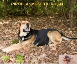 piroplasmose-du-chien