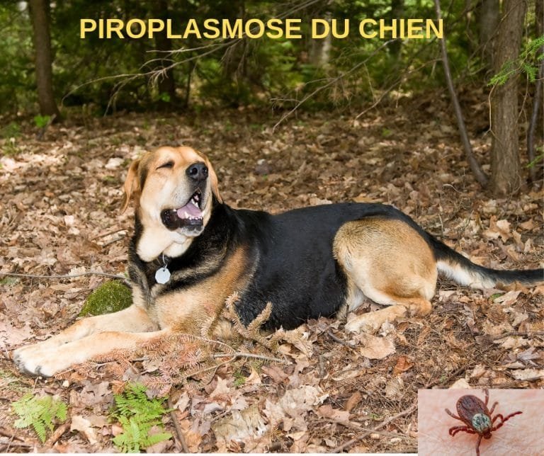 piroplasmose-du-chien