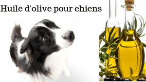 huile-d-olive-pour-chiens