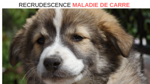 maladie-de-carré