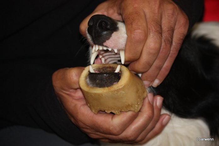 Donner des os à son chien, est-ce nécessaire ? dangers des os chien