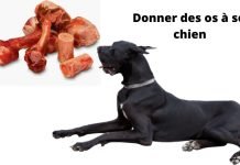 Donner des os à son chien, est-ce nécessaire ? os à son chien