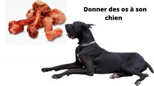 os à son chien