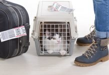 Que donner à son chat avant un départ en avion? alimenter son chat prendre avion