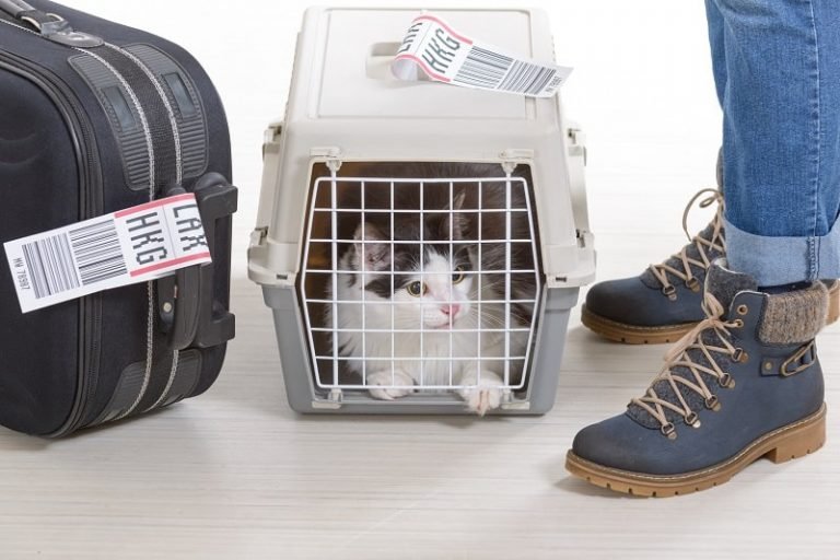 alimenter son chat prendre avion