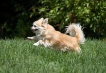 L’apprentissage de la propreté pour le chiot apprentissage de la propreté