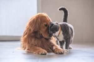 chiens-et-chats
