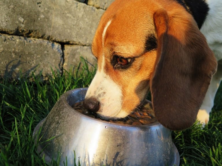 alimentation pour un chien