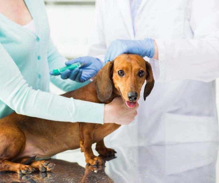 vacciner son chien