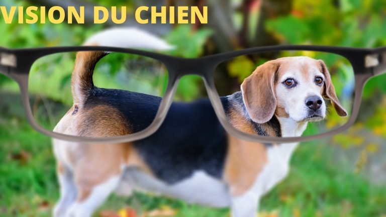 VISION DU CHIEN