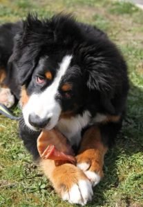 oreilles de bœuf ou de porc