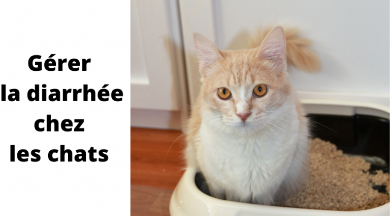 diarrhée chez les chats