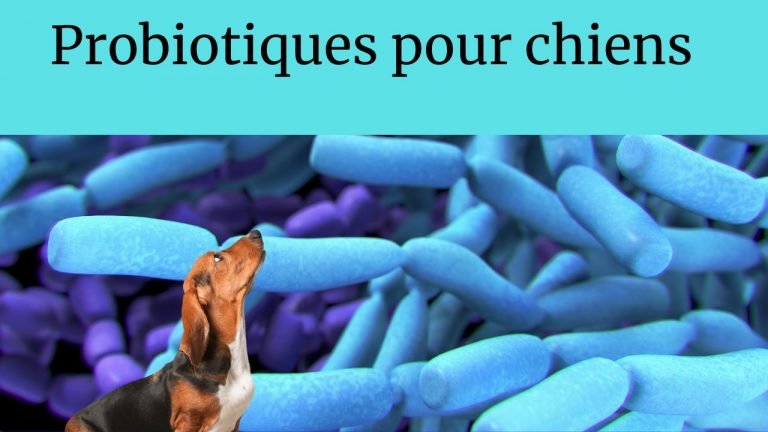 probiotiques pour chiens