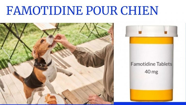 famotidine pour chien