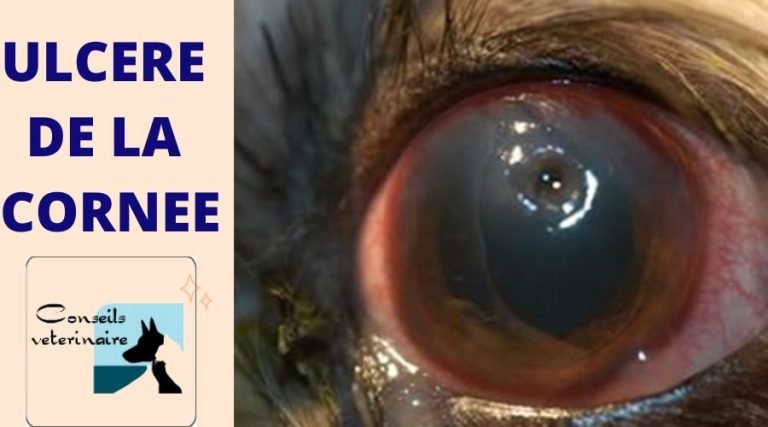 ulcère de la cornée