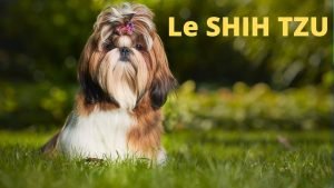 shih tzu