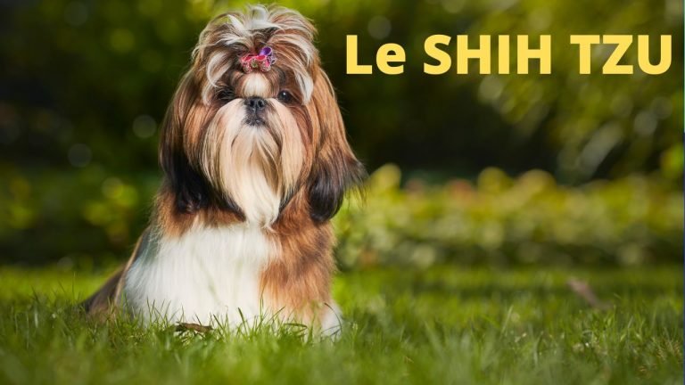 shih tzu