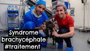 syndrome brachycéphale