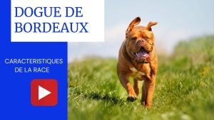 dogue de bordeaux