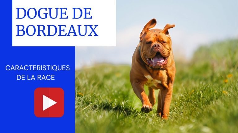 dogue de bordeaux