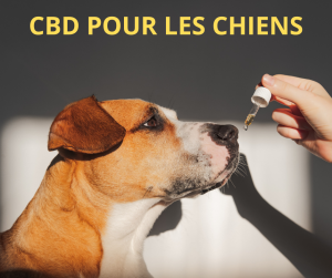 CBD pour le chien