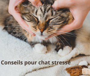 chat stressé
