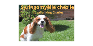syringomyélie chez le cavalier king charles