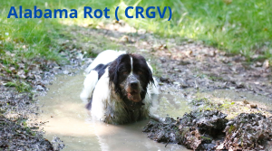 Alabama Rot