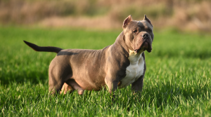 AMERICAN BULLY