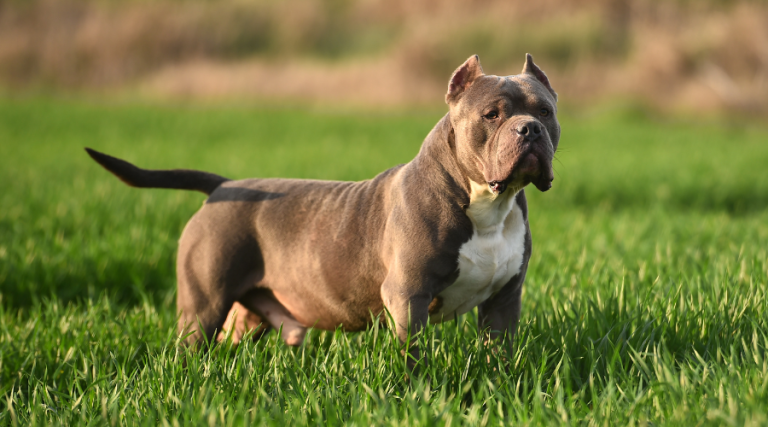 AMERICAN BULLY