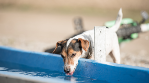 eau chez le chien
