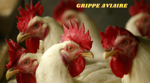 grippe aviaire