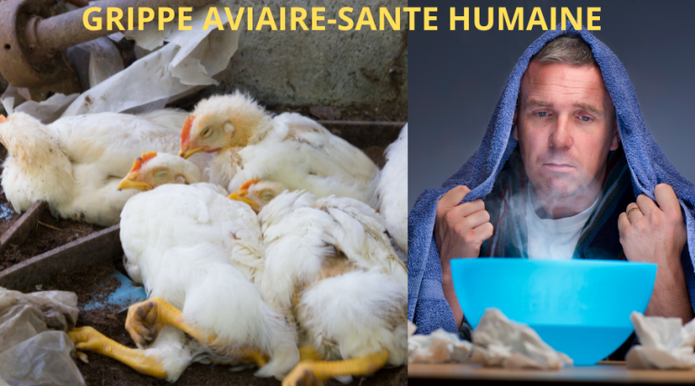 grippe aviaire et santé humaine