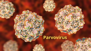 parvovirose du chien