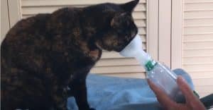 Aerokat inhalateur pour chat