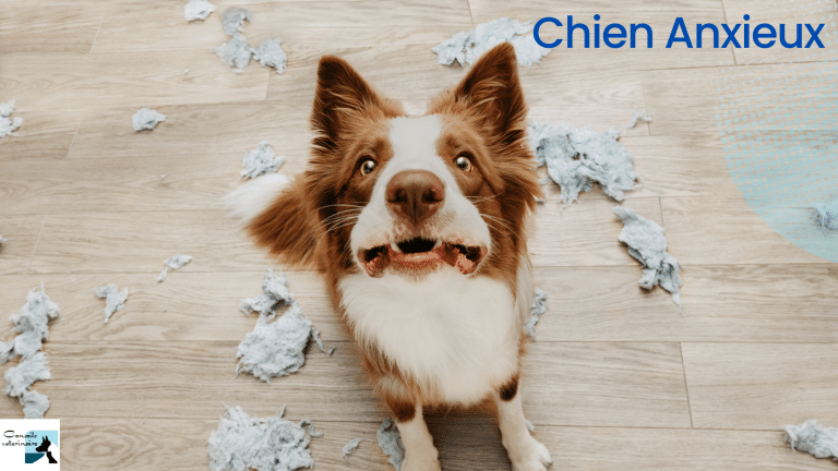 chien anxieux