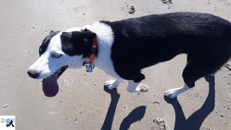 COUP DE CHALEUR CHIEN