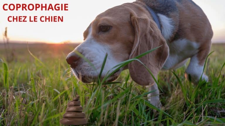 chien-mange-ses-crottes