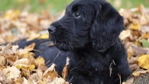 chien mange des feuilles