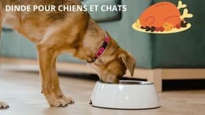 DINDE CHIENS